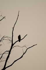 Common buzzard Buteo buteo insularum perched on a eucalyptus tree at dawn. San Mateo. Gran Canaria. Canary Islands. Spain.