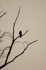 Common buzzard Buteo buteo insularum perched on a eucalyptus tree at dawn. San Mateo. Gran Canaria. Canary Islands. Spain.