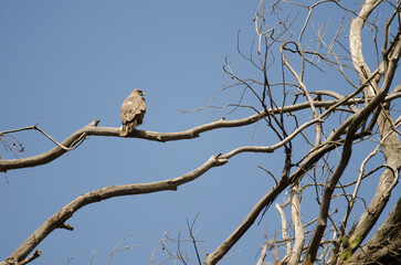 Common buzzard Buteo buteo insularum perched on a eucalyptus tree. San Mateo. Gran Canaria. Canary...
