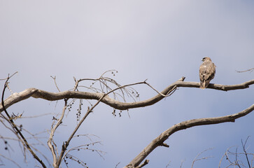 Common buzzard Buteo buteo insularum perched on a eucalyptus tree. San Mateo. Gran Canaria. Canary...