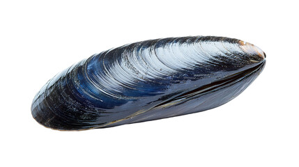 Exploring the glossy blue-black mussel shell in nature's marine environment close-up view seafood concept