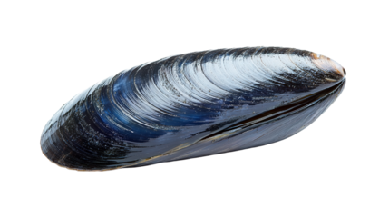 Exploring the glossy blue-black mussel shell in nature's marine environment close-up view seafood concept