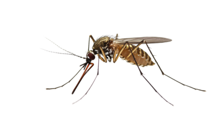 Mosquito observation nature reserve macro photography close-up detail of anongsysamoud specimen