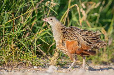 Corn crake - male bird at a meadow in the beginning of the summer