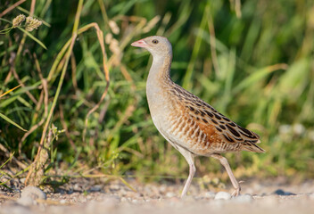 Corn crake - male bird at a meadow in the beginning of the summer