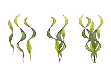 green seaweed, isolates, watercolor illustration for design, textiles, packaging
