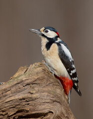 Great Spotted Woodpecker - male - in the wet forest in winter