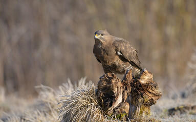 Common Buzzard in early spring at a wet forest