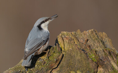 Eurasian nuthatch - in spring at a wet forest