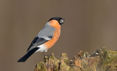 Eurasian Bullfinch - male at a wet forest in spring