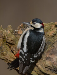Great Spotted Woodpecker - male - in the wet forest in winter