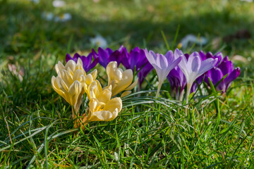 Krokusse (Crocus)
