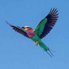 The Lilac-Breasted Roller &ndash; A Stunning Sky Dancer Adorned With a Symphony of Colors