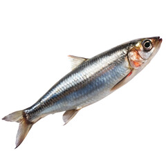 Fototapeta premium Raw anchovy isolated on transparent background 