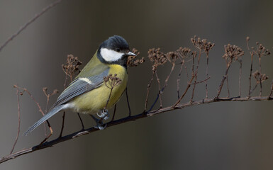 Great tit in spring at a wet forest