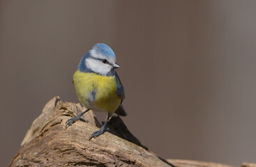Eurasian Blue Tit - at a wet forest  in early spring