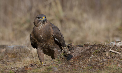 Common Buzzard in early spring at a wet forest