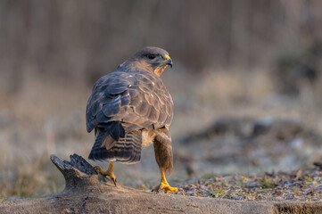 Common Buzzard in early spring at a wet forest