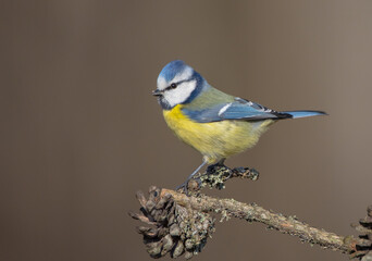 Eurasian Blue Tit - at a wet forest  in early spring
