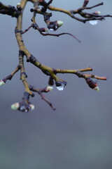branch of a tree