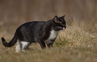 Domestic black and white cat on the hunt 