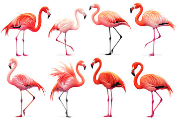 A series of pink flamingos are shown in various poses
