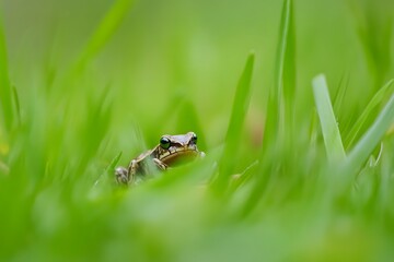 Obraz premium Small frog nestled among vibrant green grass blades, eye contact