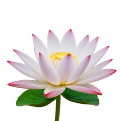 pink lotus flower isolated on white

