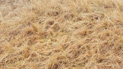 Autumn background. Fallen grass. Ecology.