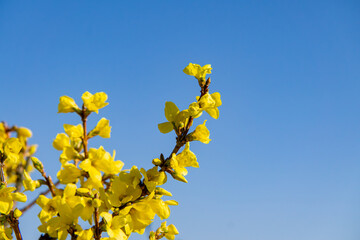 blooming forsythia flowers against a beautiful blue spring sky