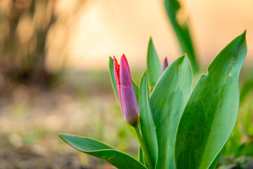 rising tulip in garden early spring. abstract nature photo