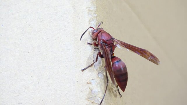 The Polistes gigas wasp is gnawing at the cardboard, gathering materials to build its nest.