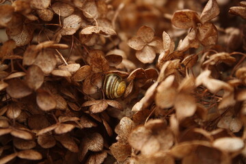 snail on leaf