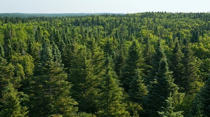 A wide landscape shot of a dense coniferous forest, with tall pine and fir trees stretching across the horizon.