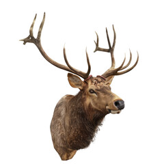 Naklejka premium Elk alpha background