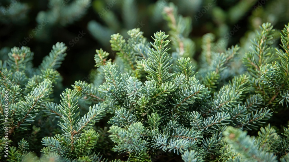 Poster a close-up shot of coniferous shrubs growing at the base of larger trees in a temperate forest.