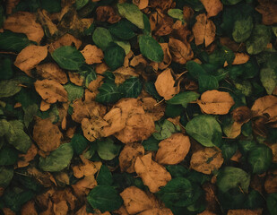 오래된 느낌의 나뭇잎이 바닥에 쌓여 있는 사진