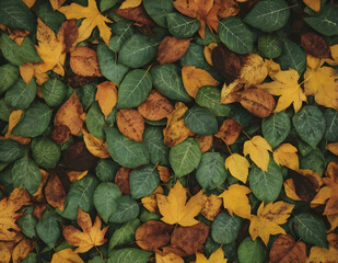 오래된 느낌의 나뭇잎이 바닥에 쌓여 있는 사진