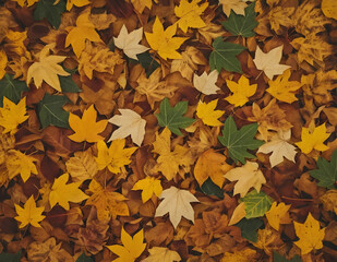 오래된 느낌의 나뭇잎이 바닥에 쌓여 있는 사진