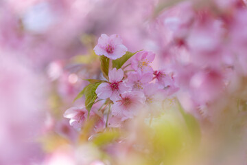 満開に咲く早咲きの河津桜