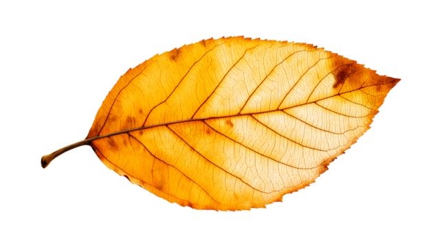 A leaf with brown spots is shown 