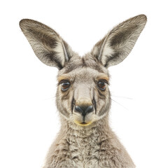 Fototapeta premium Kangaroo white background