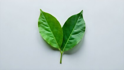 Two leaves, one green and one dark green, are arranged to form a heart shape on a gray background. The green leaf is on the left and the dark green leaf is on the right