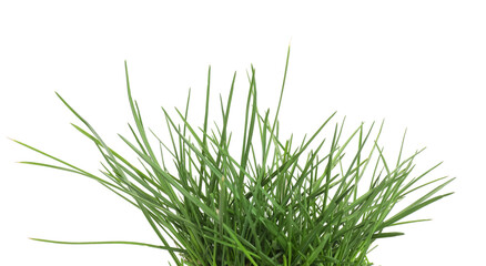 Beautiful fresh green grass isolated on white
