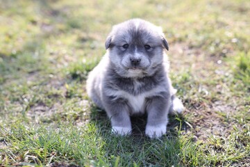 One tiny puppy sitting on green grass outdoors