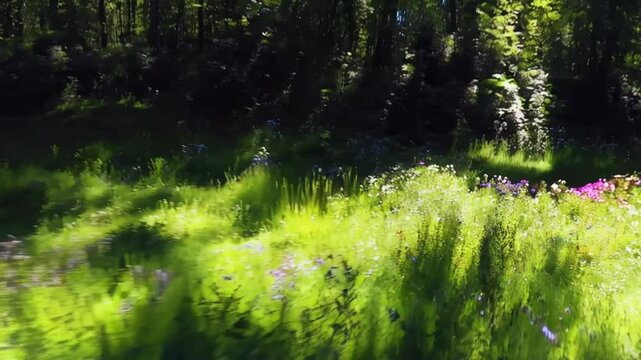 Forest trees Sunlit Meadow with Wildflowers in a Forest Clearing