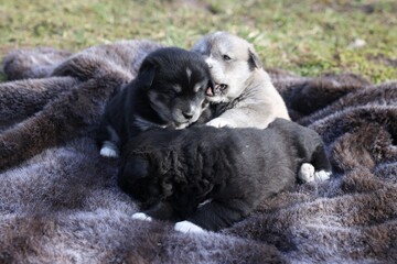 Cute tiny puppies on brown blanket outdoors