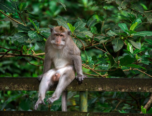 Visitors enjoy Bali's monkey forest, where curious monkeys relax in lush greenery.