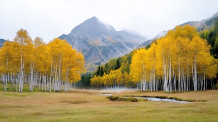 Fototapeta premium Autumnal Aspens in a Mountain Valley