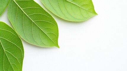 Obraz premium Green leaves on a light background